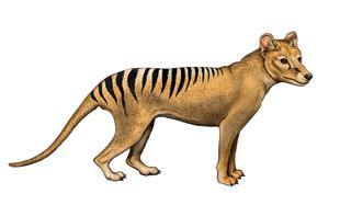 Drawing of an extinct thylacine.