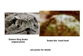 A comparison made by professor William Romoser between an image captured by a Mars rover and a reptile. He suggests that this is a life-form on Mars, but expert scientists agree that this is not the discovery of alien life. (The "king snake," by the way, is clearly a pitviper, probably a rattlesnake.)