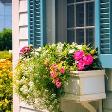 window box full of flowers on a white house