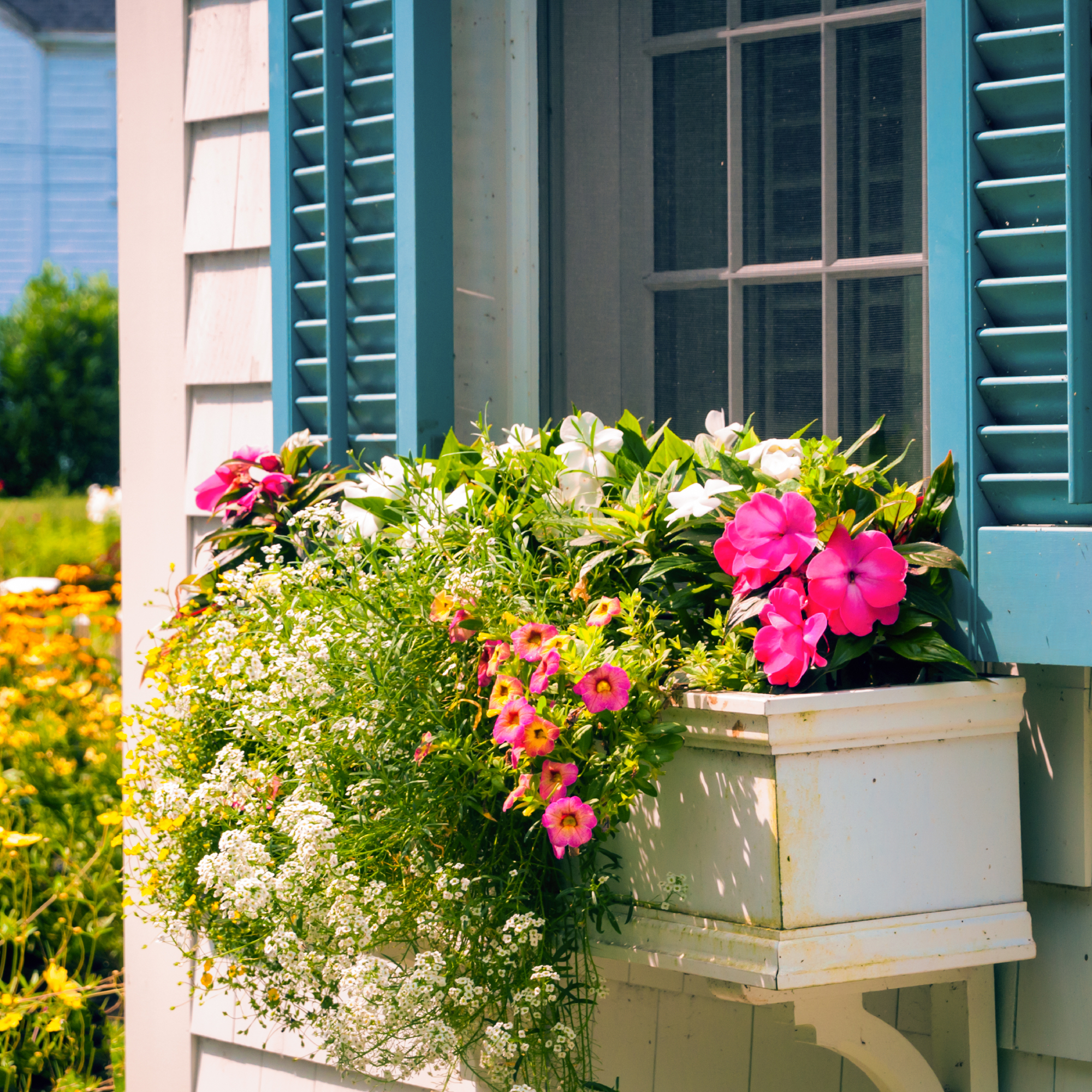 window box full of flowers on a white house