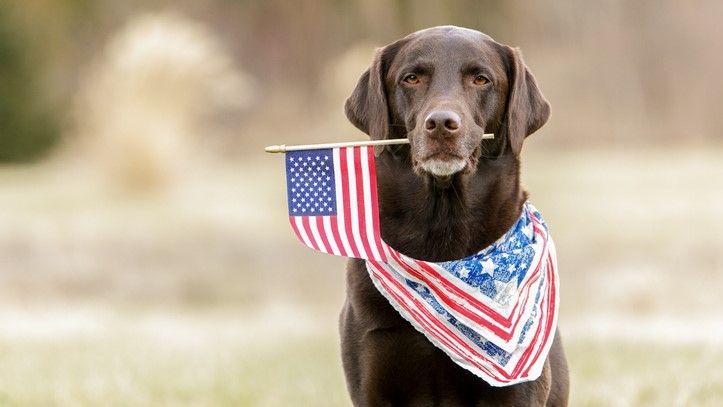 Labrador with American Flag