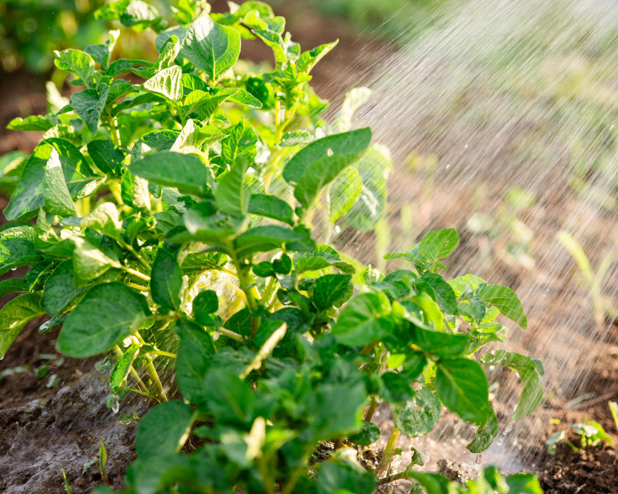 watering potato plant