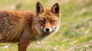 Foxes Take Fairfax Residents' Unguarded Shoes For Use As Toys