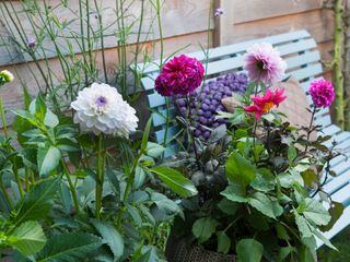 pink and white dahlias in container