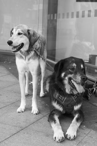 A photo of two dogs taken on the Panasonic Lumix S9