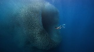 Diver swims towards giant shoal of fish deep underwater 