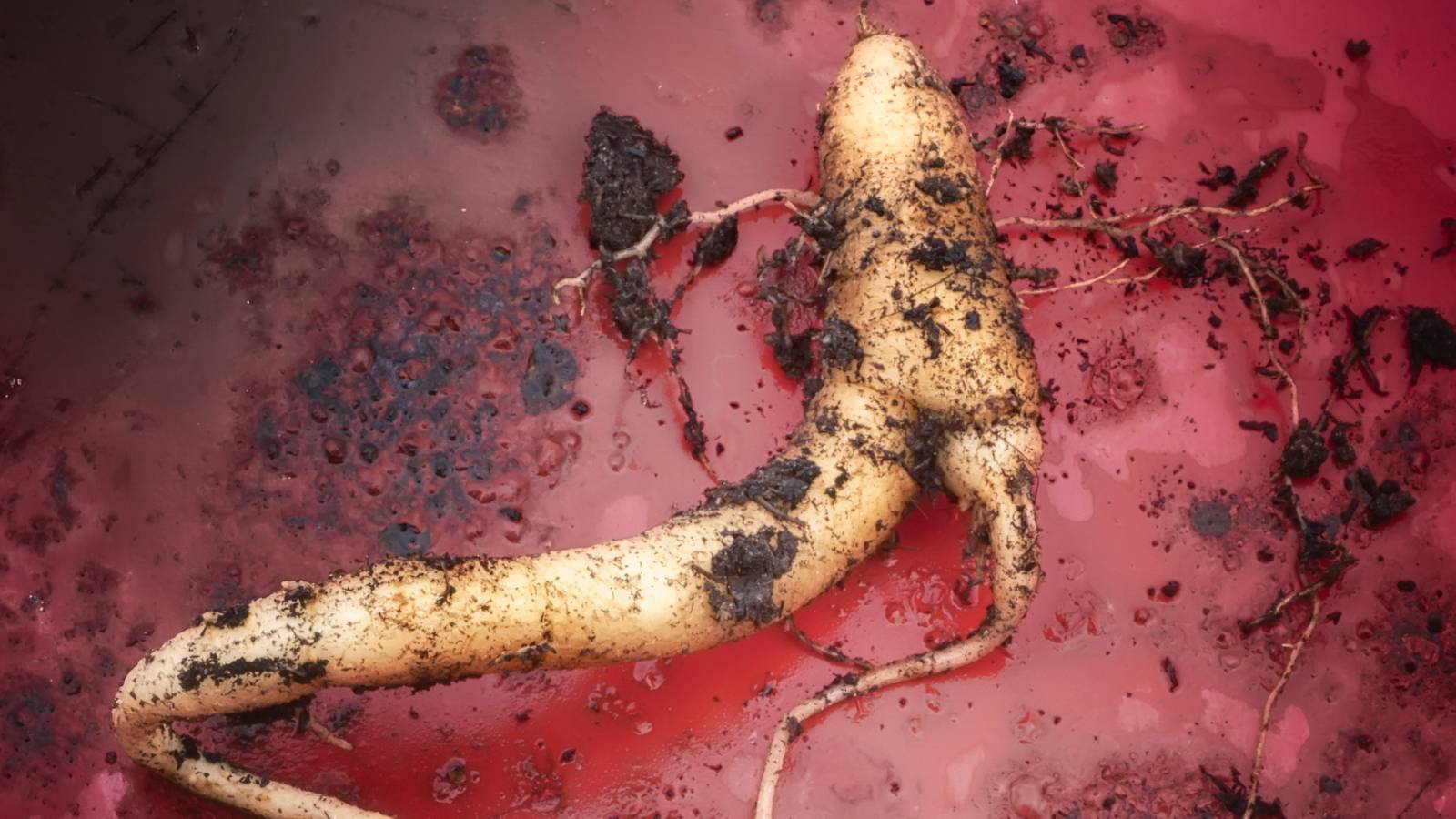 Mandrake root covered in dirt