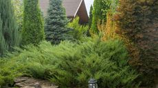 Conifers and juniper trees for privacy in a residential backyard