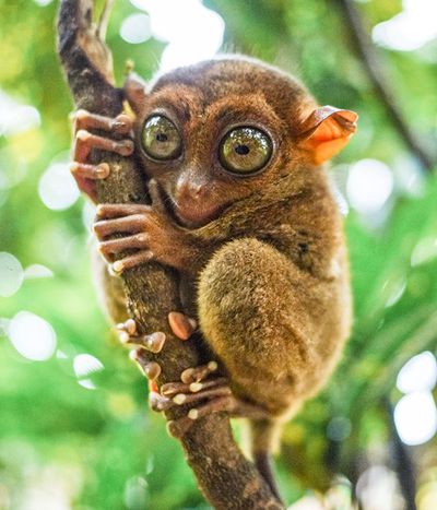 Branch, Organism, Natural environment, Skin, Primate, Terrestrial animal, Iris, Adaptation, Snout, Organ,