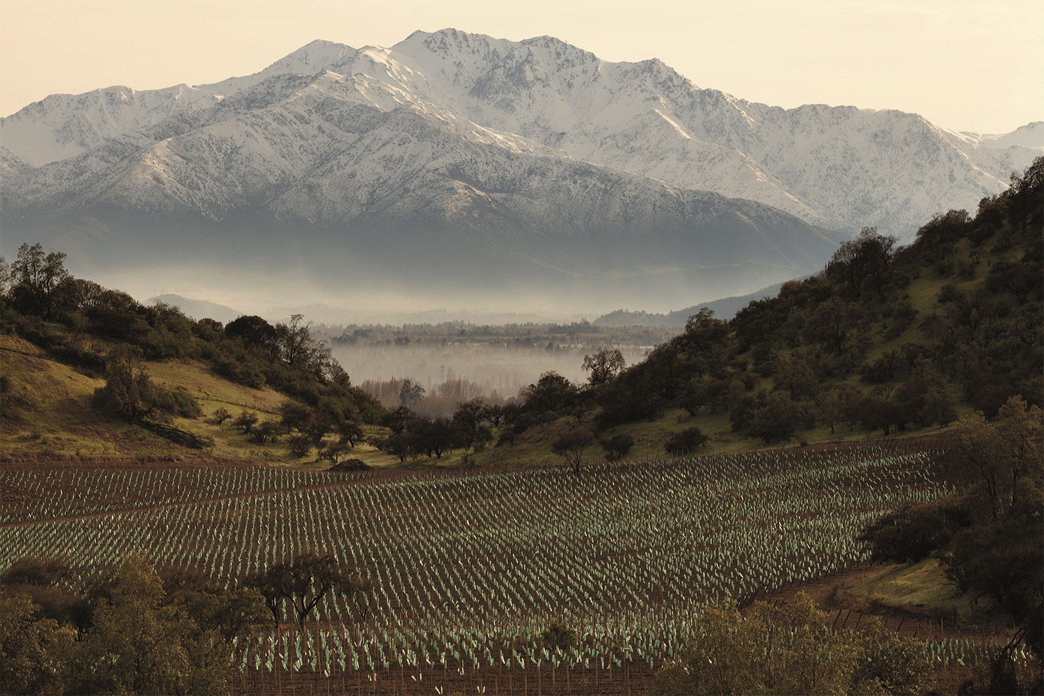 Maipo-Vineyards.jpg