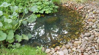 picture of garden pond with pebble gradiant