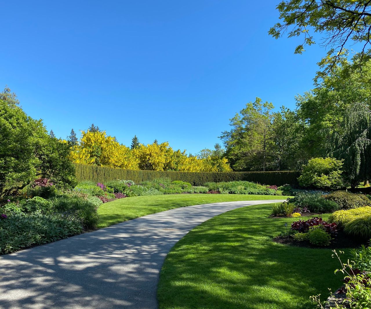 A cement pathway through a grass lawn, with large shrubbery on the left hand side