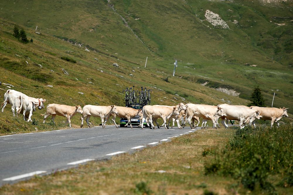 Cattle block the road during stage 11.
