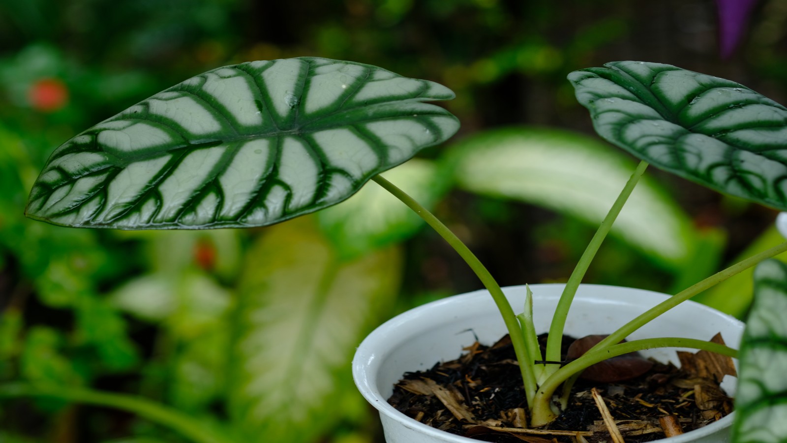 A rare elephant ear silver dragon plant in its pot.