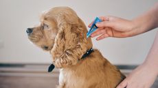 Dog being treated for fleas
