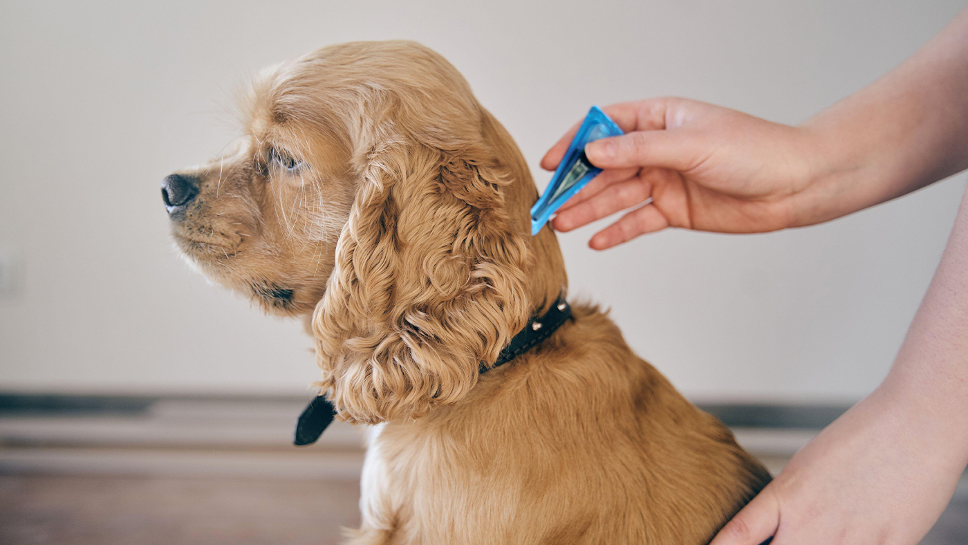 Dog being treated for fleas