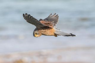 A kestrel in flight in Norfolk.