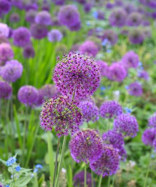Allium Hollandicum "Purple Sensation" garden flowers