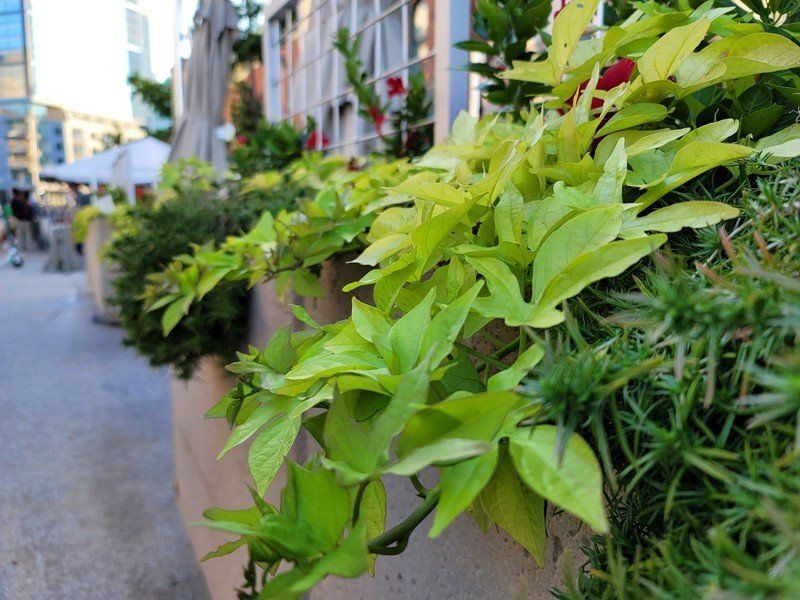 Galaxy Note 20 Ultra camera sample
