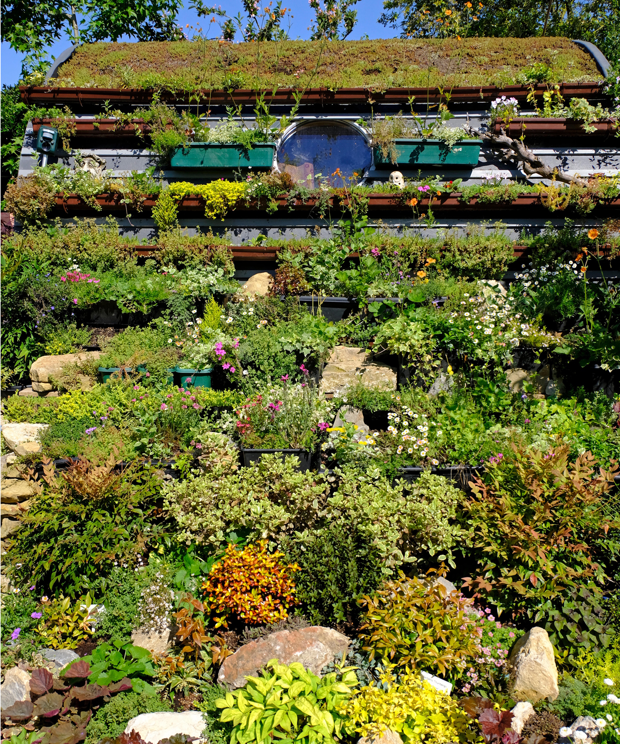 Sedum green roof