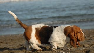 Basset hound walking on beach