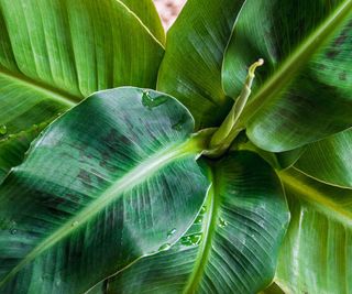 close-up of green banana plant leaves