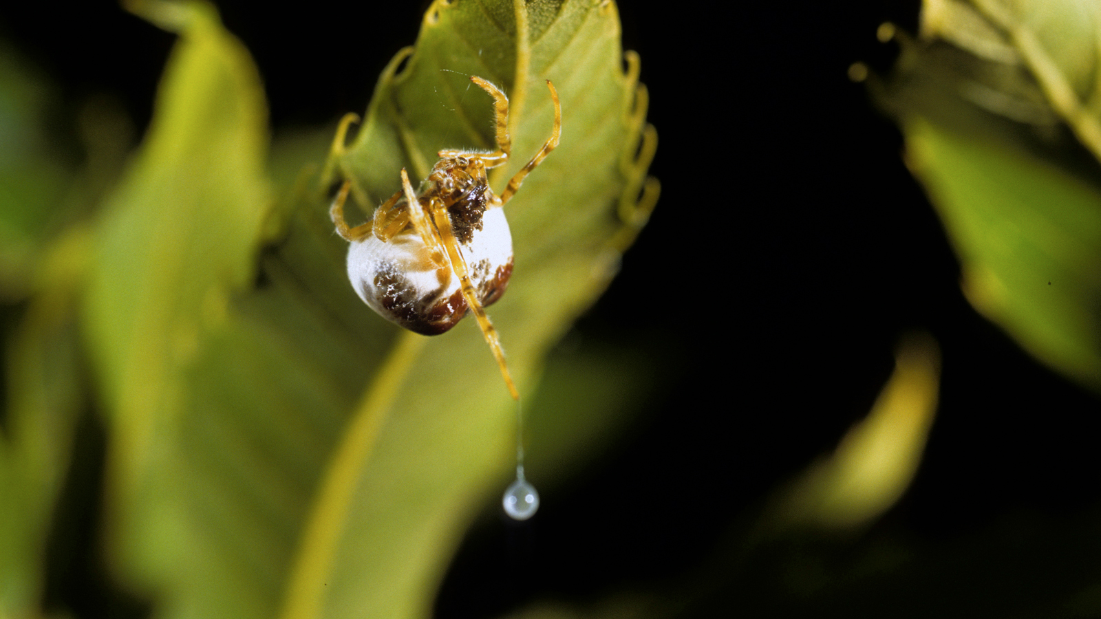 A bolas spider hangs on the underside of a leaf with a sticky silk string with a droplet on the end ready to catch a flying moth.