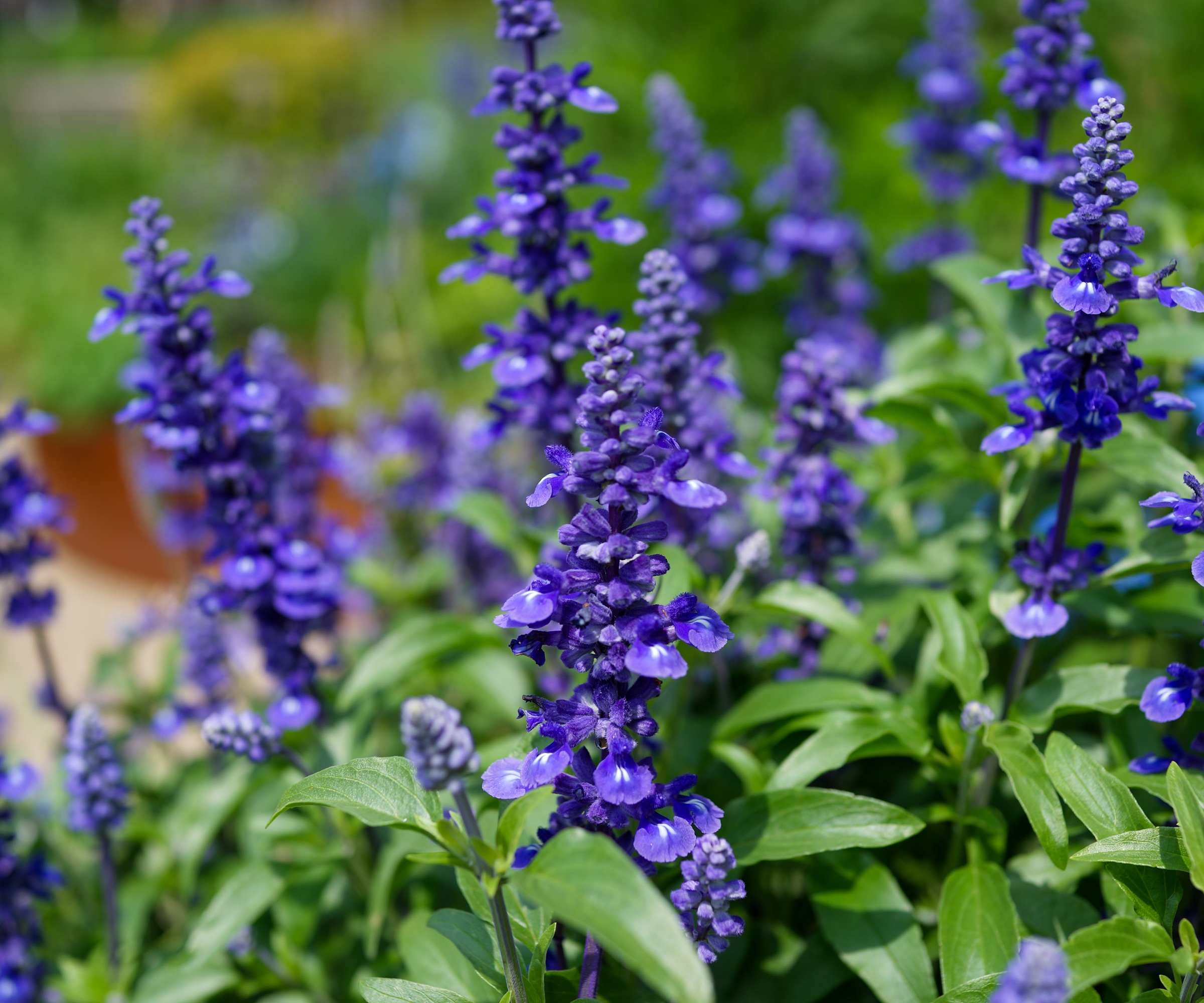 blue salvia farinacea