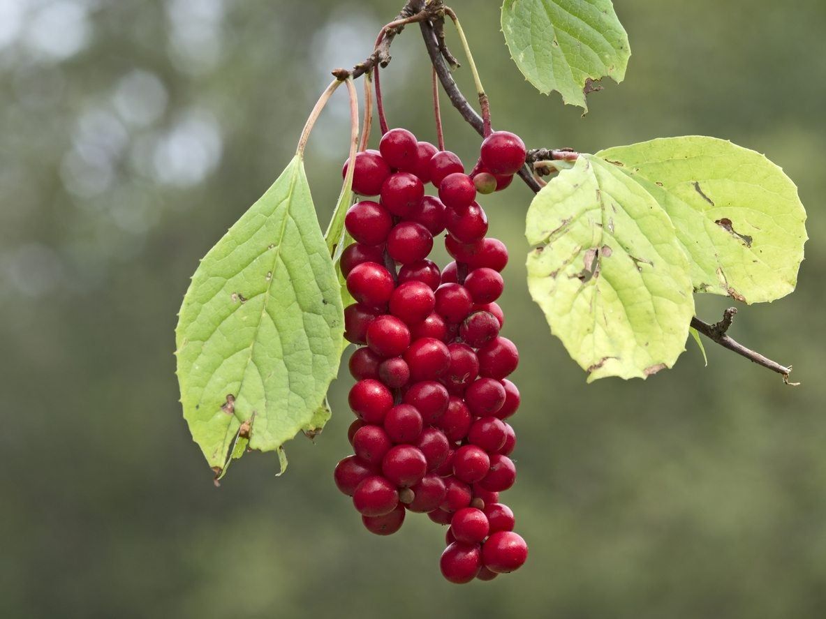 Schisandra Magnolia Vine