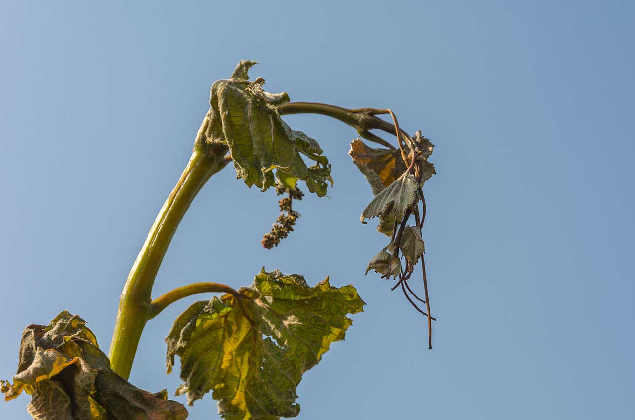 A vine damaged by frost in Italy in 2017; new research links climate change to frost damage in vineyards.