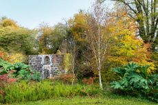 Gunnera and crocosmia have colonised a damp area, where new trees, including birch, have been planted. Armadale Castle, Isle of Skye. ©Claire Takacs