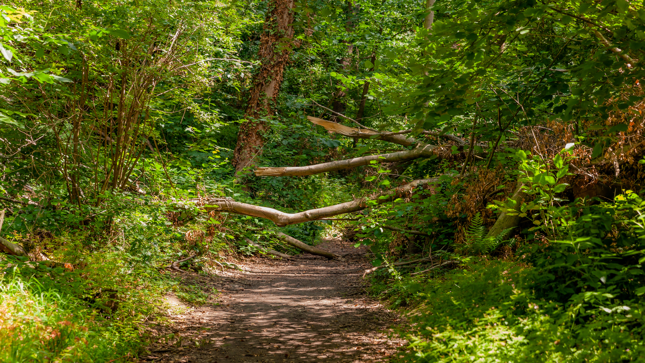 Fallen tree on the trail