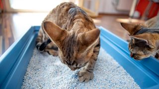 two bengal cats playing with litter in a blue litter box