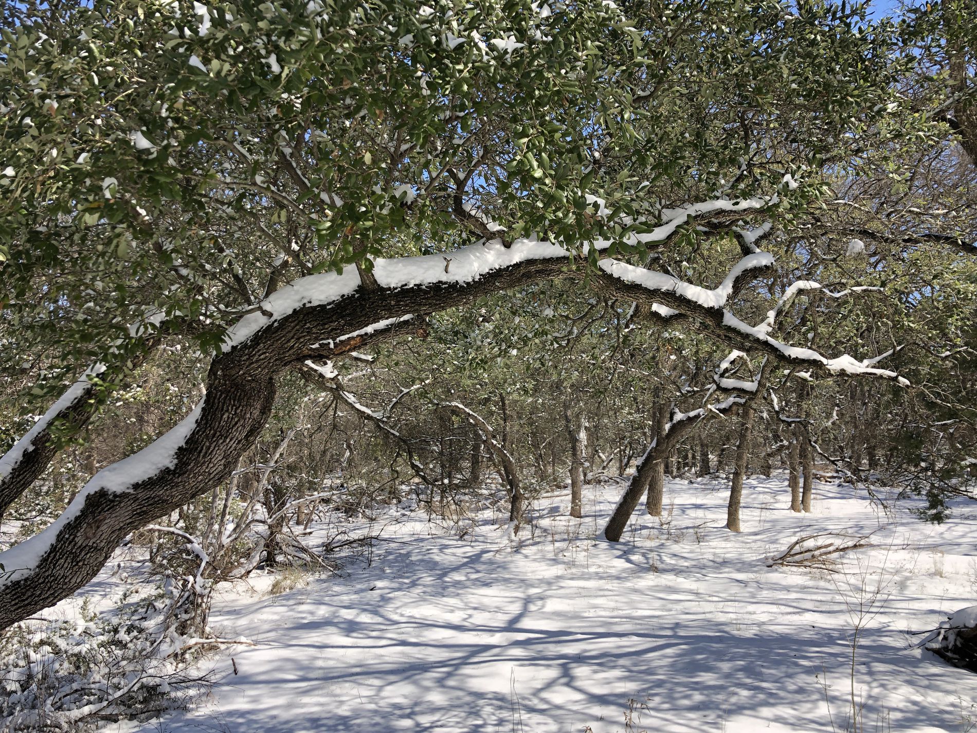 GuruShots - February 2026