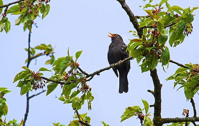 British birdsong - the dawn chorus