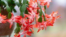 red flowers on Christmas cactus plant