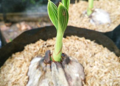 A coconut plant growing in a plastic bag with rice husks on the topsoil