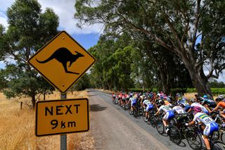 MACCLESFIELD AUSTRALIA JANUARY 16 Kangaroo Signal Peloton Landscape during the 6th Santos Womens Tour Down Under 2020 Stage 1 a 1163km Stage from Hahndorf to Macclesfield tourdownunder UCIWT TDU on January 16 2020 in Macclesfield Australia Photo by Tim de WaeleGetty Images