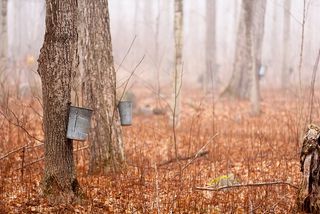 Containers hold sap from maple trees for making maple syrup.