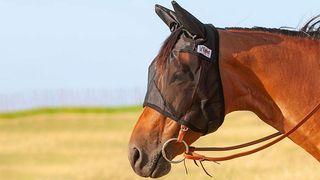 Horse wearing fly mask