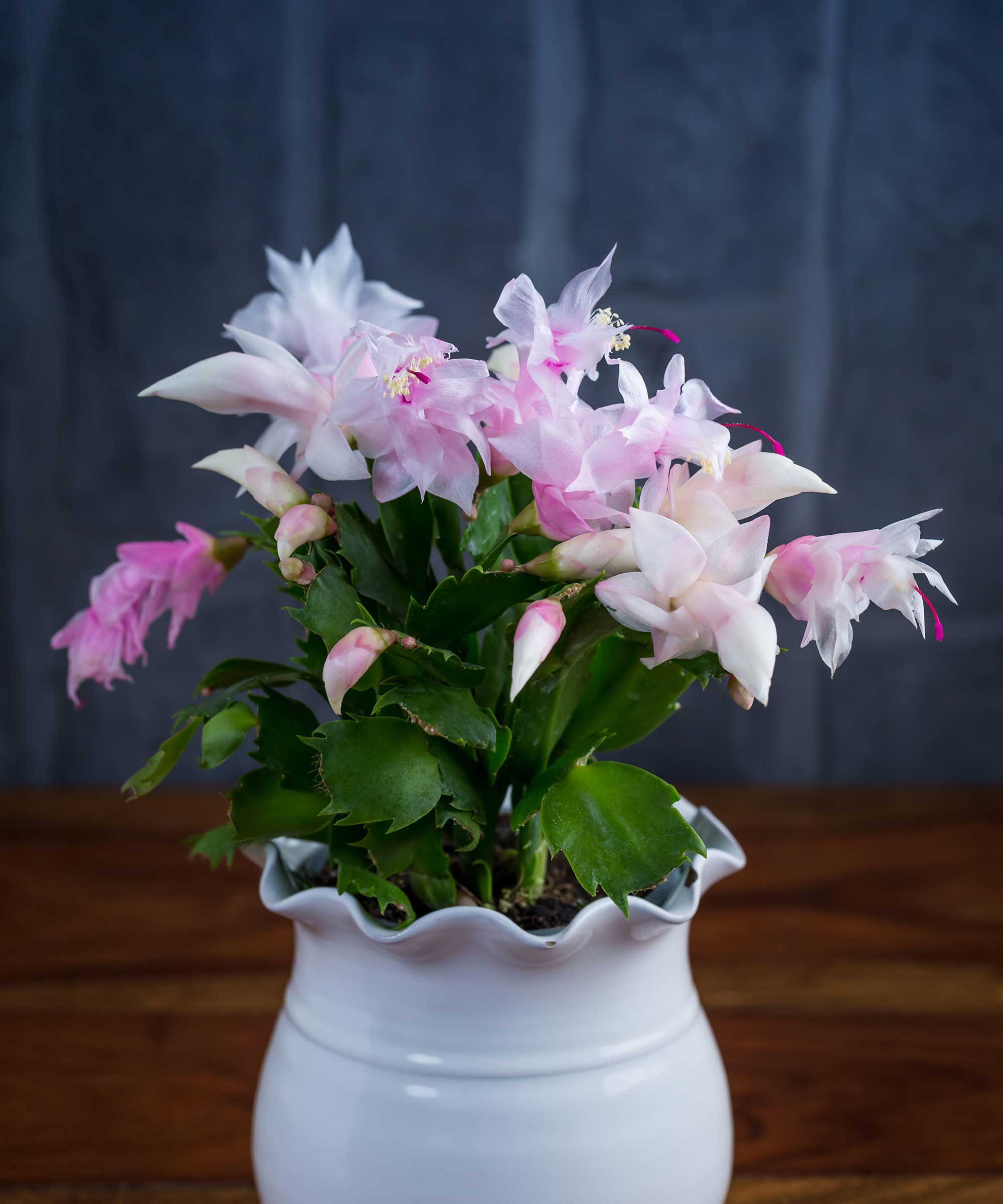 How to make a Christmas cactus bloom expert flowering tips Gardeningetc