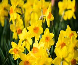 Daffodils bring spring cheer and also help to keep skunks away