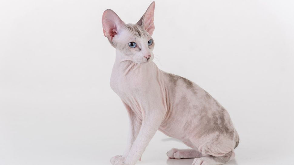 Nonshedding cats 7 cats that don't shed or shed less PetsRadar