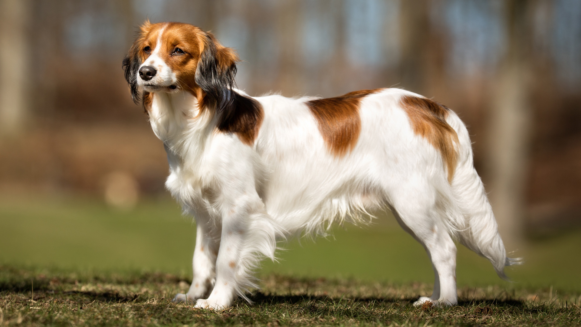 Nederlandse Kooikerhondje
