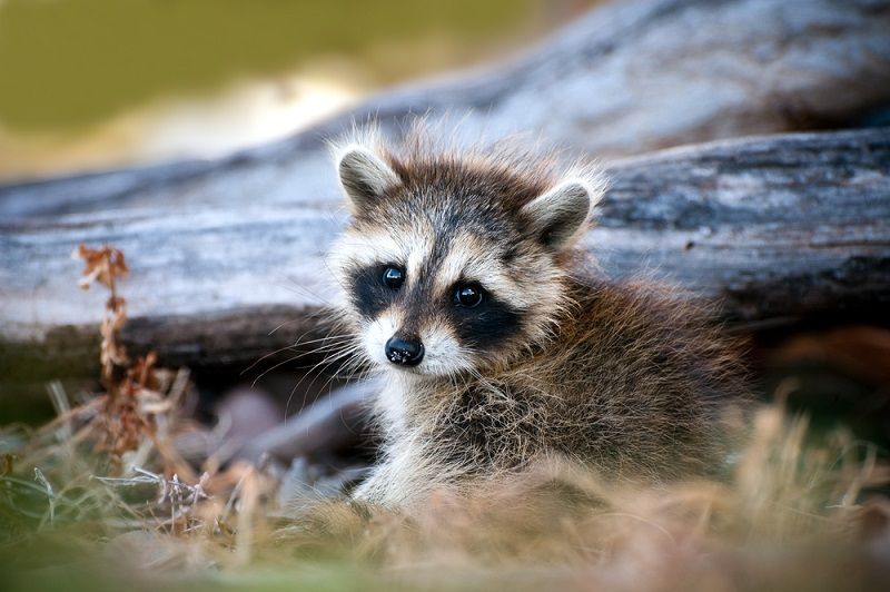 A baby raccoon.