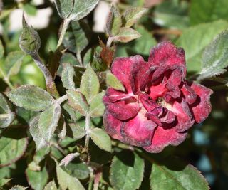 Rose covered in powdery mildew