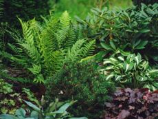 shade tolerant plants