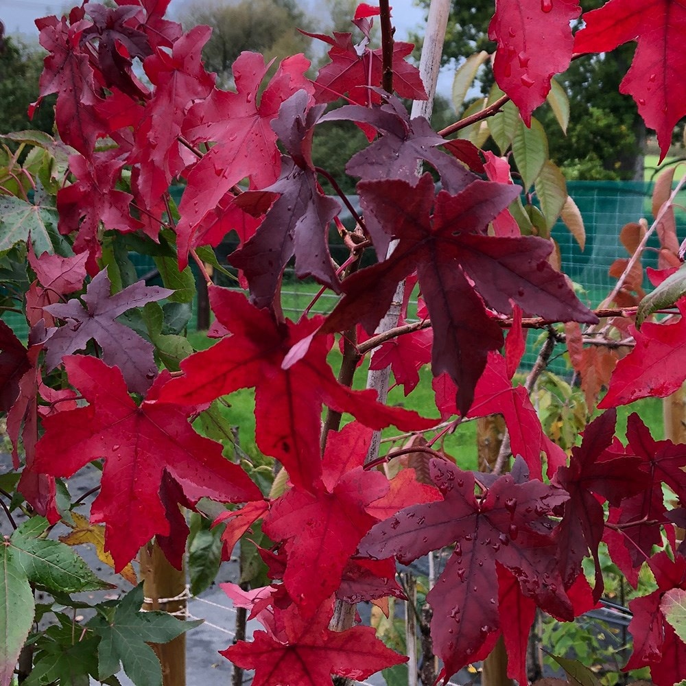 Liquidambar Styraciflua 'worplesdon'