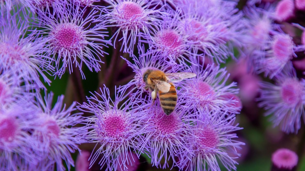 7 Stunning Flowers You've Never Heard Of – And September Is the Perfect Time to Plant Them