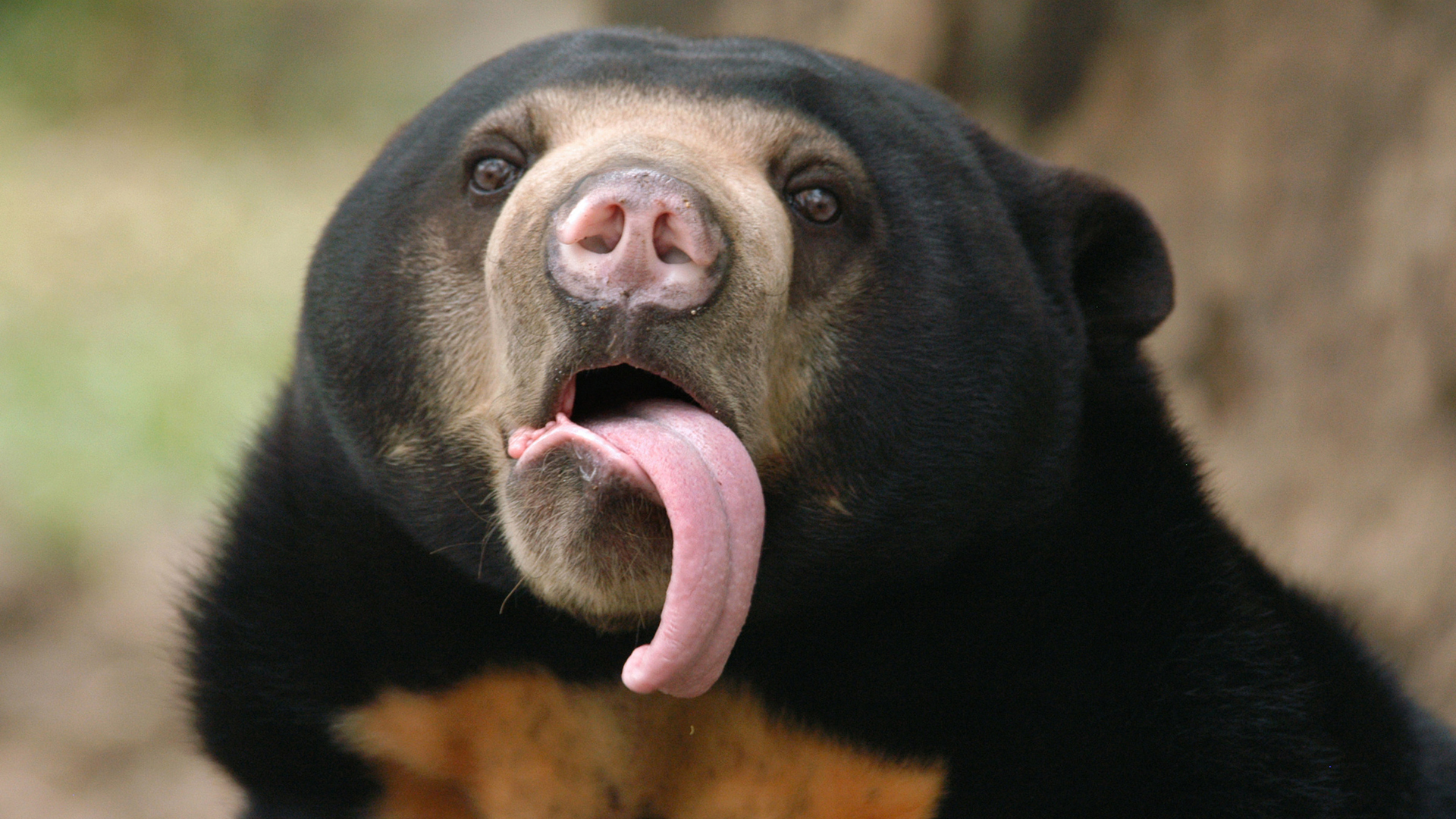 A sun bear with its long tongue hanging out